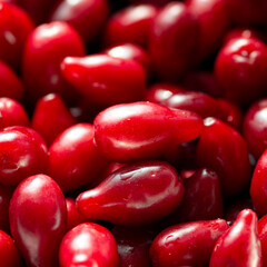 A lot of bright red dogwood fruits. 