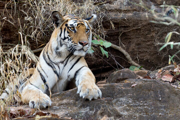 Fototapeta na wymiar India, Madhya Pradesh, Bandhavgarh National Park. A Bengal tigress resting at the entrance of a limestone cave where it is cool.