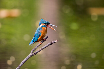 India, Madhya Pradesh, Bandhavgarh National Park. A kingfisher calls to its mate while sitting on a branch.