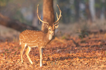 Naklejka na ściany i meble India, Madhya Pradesh, Kanha National Park. Portrait of a spotted deer with the old velvet hanging from its antlers.