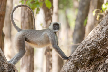 India, Madhya Pradesh, Kanha National Park. A langur resting in the trees showing its long, graceful tail it uses for balance.
