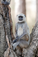 India, Madhya Pradesh, Kanha National Park. Portrait of a northern plains langur sitting with its hands nicely folded.