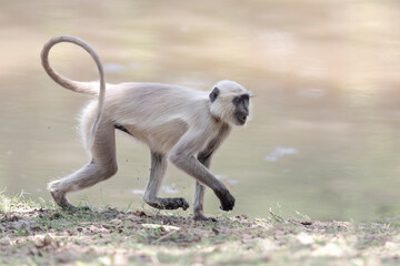 India, Madhya Pradesh, Kanha National Park. A northern plains langur scampers along the edge of the...