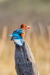India, Madhya Pradesh, Kanha National Park. A white-throated kingfisher stretching its wing after diving.