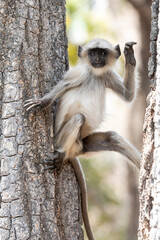 India, Madhya Pradesh, Kanha National Park. A young northern plains langur watching from its perch...