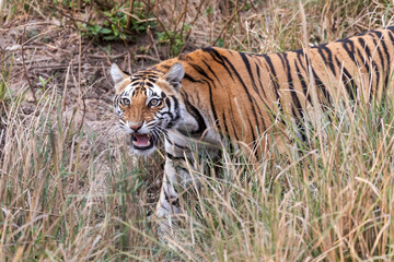 Fototapeta na wymiar India, Madhya Pradesh, Kanha National Park. A young Bengal tiger walking through the grass, nervously curling its lip.