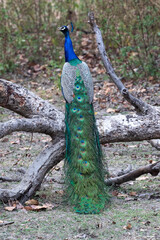Obraz premium India, Madhya Pradesh, Kanha National Park. A male Indian peafowl standing on something high waiting for a female.