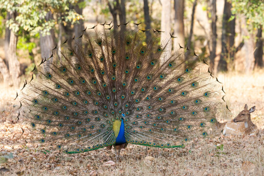 India, Madhya Pradesh, Kanha National Park. A male Indian peafowl displays his brilliant feathers.