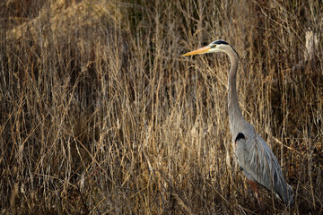 Left side of Great Blue Heron Standing in front of tall tan and brown weeds in a Panama City, Florida, Swamp