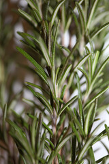 Rosemary aromatic plant Rosmarinus officinalis leaves close up family lamiaceae modern background high quality prints