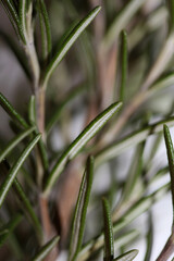 Rosemary aromatic plant Rosmarinus officinalis leaves close up family lamiaceae modern background high quality prints