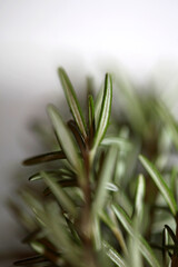 Rosemary aromatic plant Rosmarinus officinalis leaves close up family lamiaceae modern background high quality prints