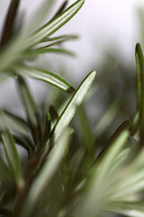 Rosemary aromatic plant Rosmarinus officinalis leaves close up family lamiaceae modern background high quality prints