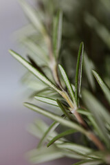 Rosemary aromatic plant Rosmarinus officinalis leaves close up family lamiaceae modern background high quality prints