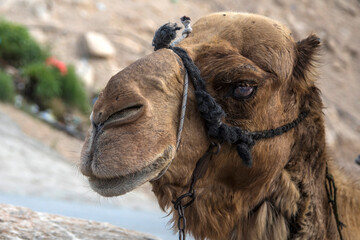 Palestinian Territory, Jericho. Camel.