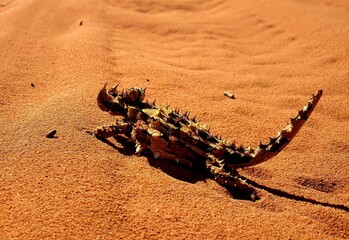 Thorny Devil