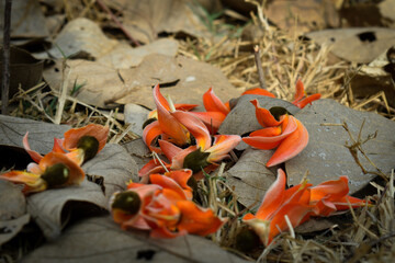 Selective Focus, Butea Monosperma , Palash flowers in spring light, spread on dried palash leaves .