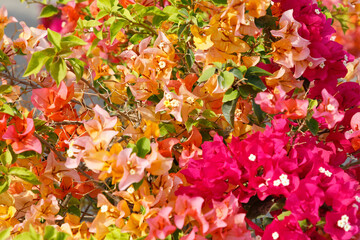 State of Qatar, Doha. Bougainvillea glabra Choisy, Gouhanamiya, paperflower. Bright fuchsia color, bright pink and orange.