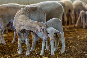 Obraz na płótnie Canvas Sheep and lamb, organic sheep farm, Marmara region, Turkey.