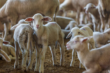 Lambs, organic sheep farm, Marmara region, Turkey.