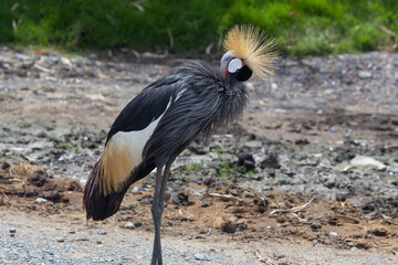 The Crowned cranes standing in the sun at noon.
