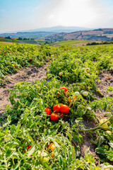Organic tomato farm, Marmara region, Turkey.