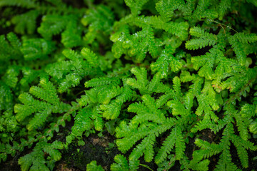 Little-club-moss (Selaginella) in the park.