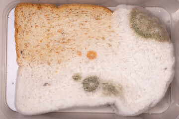 The Multicolored Molded on expired Bread.