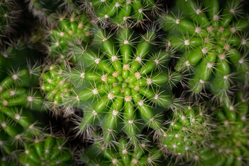 Mammillaria marksiana is one of the largest genera in the cactus family. Top view macro of cactus (Mammillaria affinis).