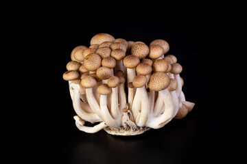 Shimeji mushroom isolated on black background. Shimeji is a group of edible mushrooms native to East Asia. Shimeji is rich in umami tasting compounds