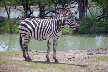 A zebra standing in the sunshine at noon.