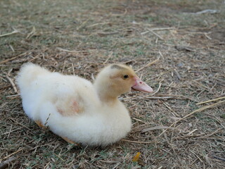 little duck sitting on the ground.