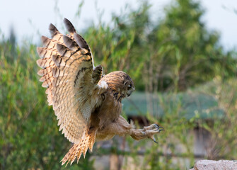 Dotted owl in the Trans-Ili Alatau mountains, Kazakhstan