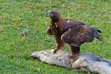 Golden Eagle in the Trans-Ili Alatau mountains, Kazakhstan