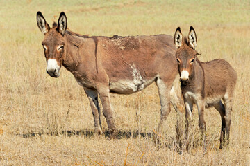 Donkeys on the grassland, Almaty, Kazakhstan