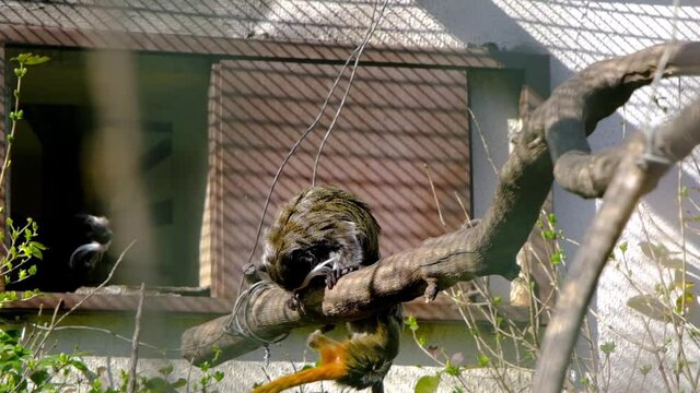 Emperor tamarins are jumping in their nest and playing with each other. Slow motion video.