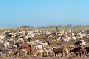 Herding sheep, Altyn-Emel National Park, Kazakhstan