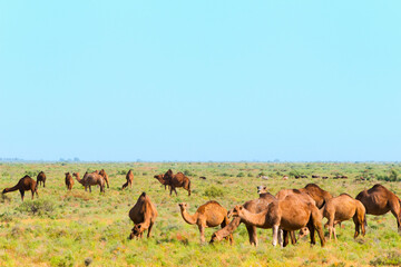Naklejka na ściany i meble Camels on the grassland, Shymkent, Kazakhstan