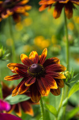 yellow-red-brown flowers surrounded by greenery bloomed on a summer day, vertical photo