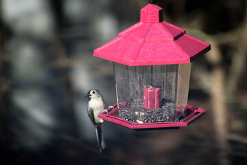Bird on Feeder