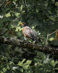 Bird in Tree