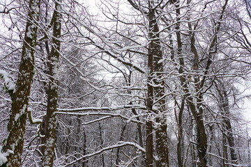 Tree branches covered with snow after a winter storm