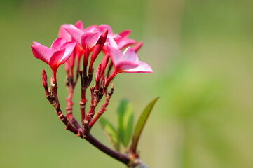 Red Frangipani (Plumeria)