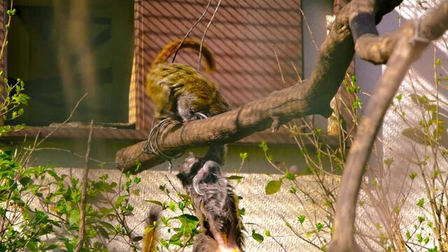 Emperor tamarins are jumping in their nest and playing with each other. Slow motion video.
