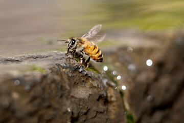 bee on flower