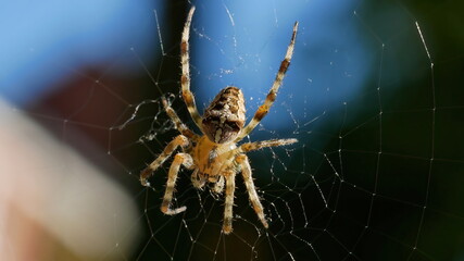 Cross spider in her web against a colored background