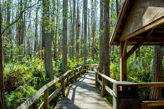 Nature trail through the woods 