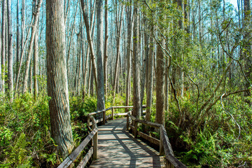 Nature trail through the woods 