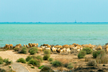 Herding sheep on the coast of the Caspian Sea, near Baku, Azerbaijan