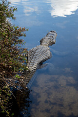 Alligator in the everglades 